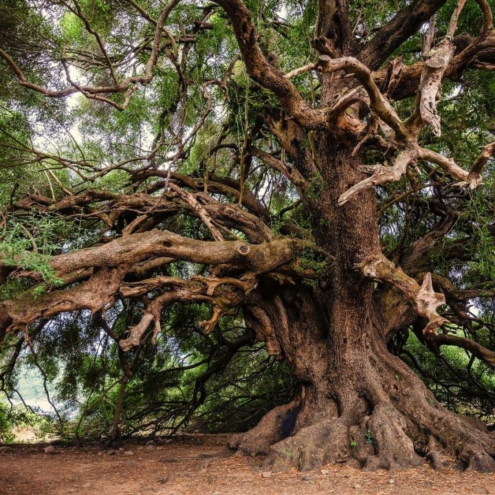 olive tree, tree, olivier